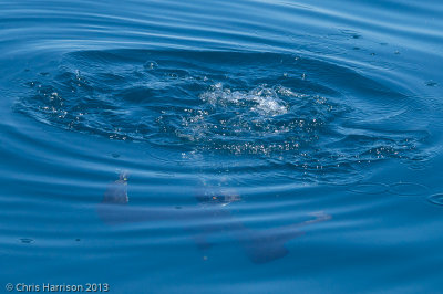 Flesh-footed Shearwater