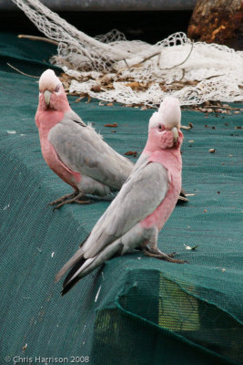 Galahs