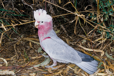 Galah