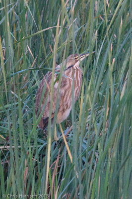 American Bittern