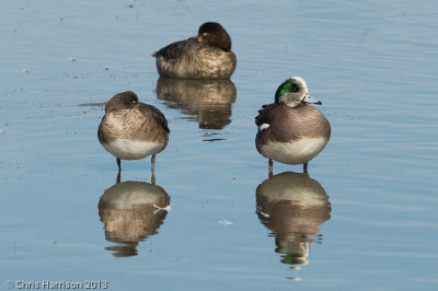 American Wigeon