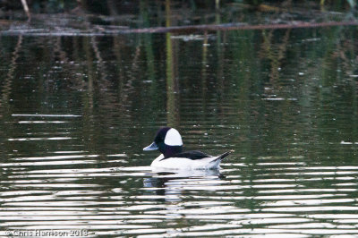 Bufflehead 