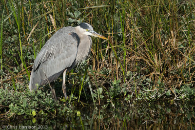 Great Blue Heron