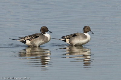 Northern Pintail