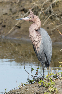 Reddish Egret