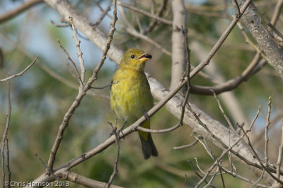 Western Tanager