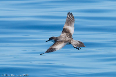 Buller's Shearwater