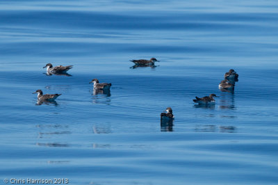 Buller's Shearwater