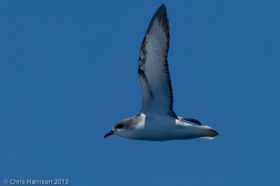Cook's Petrel