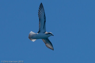 Cook's Petrel