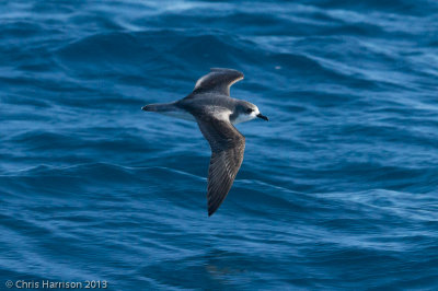 Cook's Petrel