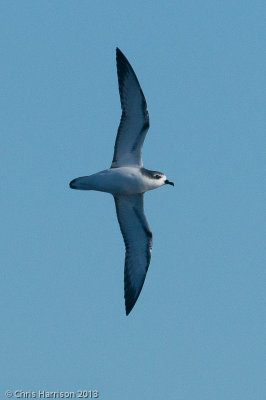 Cook's Petrel
