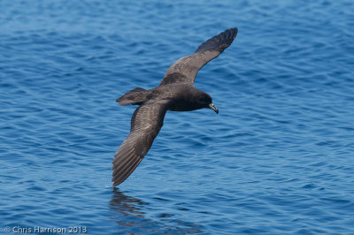 Parkinson's Petrel