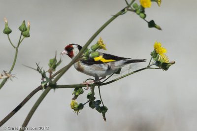 European Goldfinch