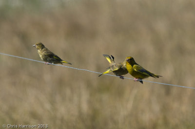 European Greenfinch