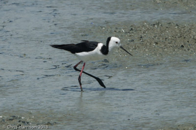 Stilts and Avocets