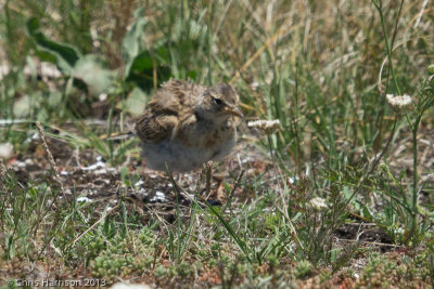 Sky Lark