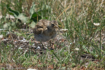 Sky Lark