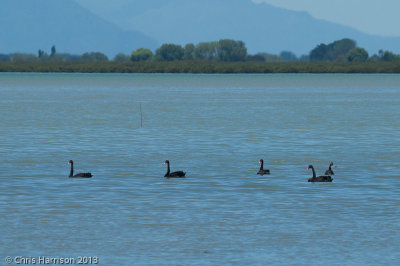 Black Swan