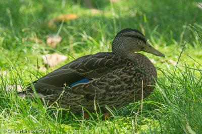 Pacific Duck x Mallard (mostly mallard)