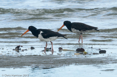 South Island Oystercatcher and Variable Oystercatcher