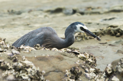 White-faced Heron