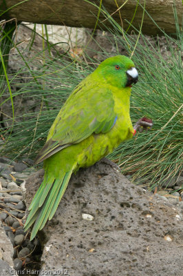 Antipodean Parakeet