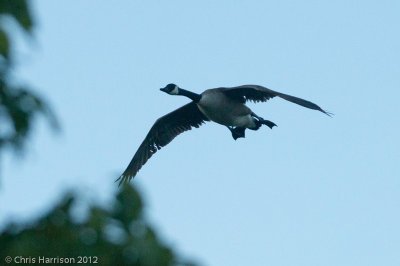 Canada Goose