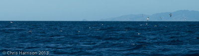 Cook's Petrels