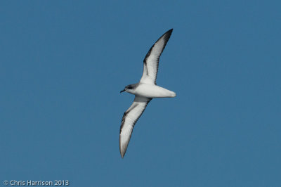 Cook's Petrel