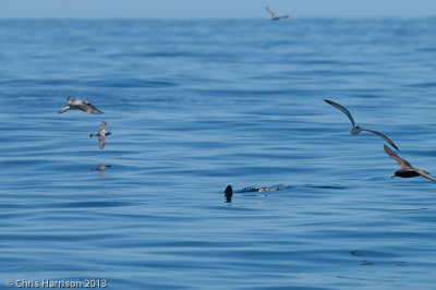 Smooth HammerheadSphyrna zygaena