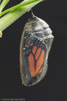 Danaus plexippusMonarch Butterfly