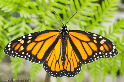 Danaus plexippusMonarch Butterfly