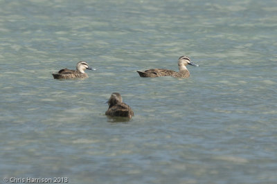 Pacific Duck