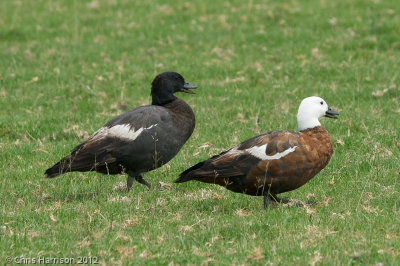 Paradise Shelduck