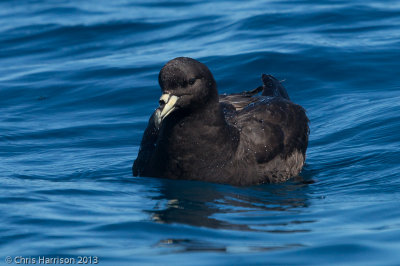 Parkinson's Petrel