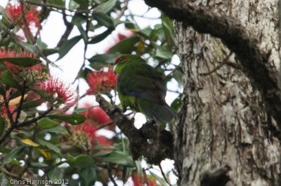 Red-crowned Parakeet