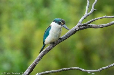 Sacred (New Zealand) Kingfisher