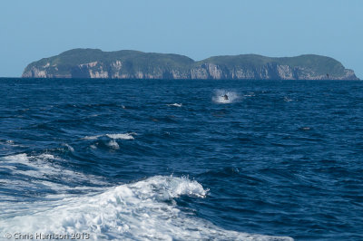 Short-beaked Common DolphinDelphinus delphis