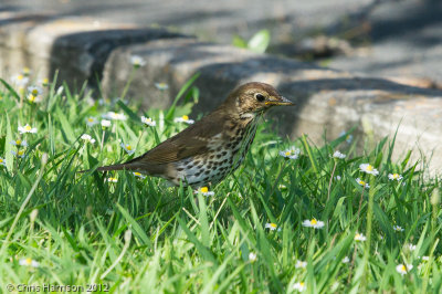 Song Thrush