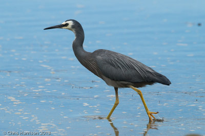 White-faced Heron