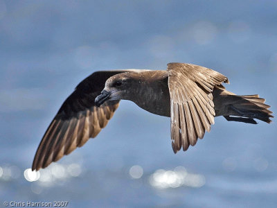 Gray-faced (Great-winged) Petrel