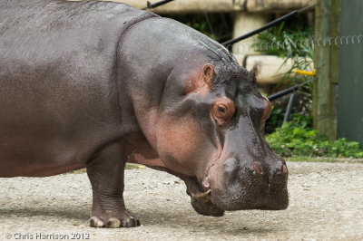 Common HippopotamusHippopotamus amphibiusSan Antonio Zoo