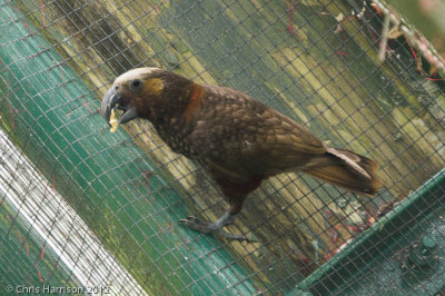 Kaka