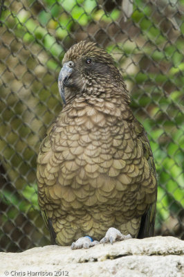 Kea