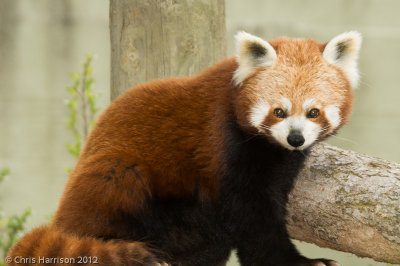 Red PandaAilurus fulgens