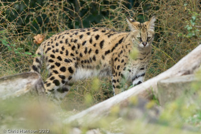ServalLeptailurus serval