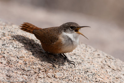 Canyon Wren
