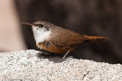 Canyon Wren