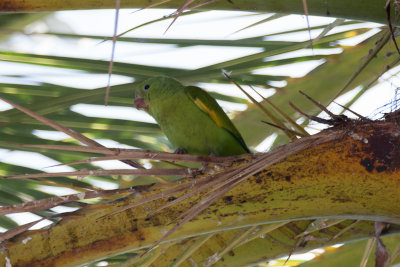 Yellow-chevroned Parakeet